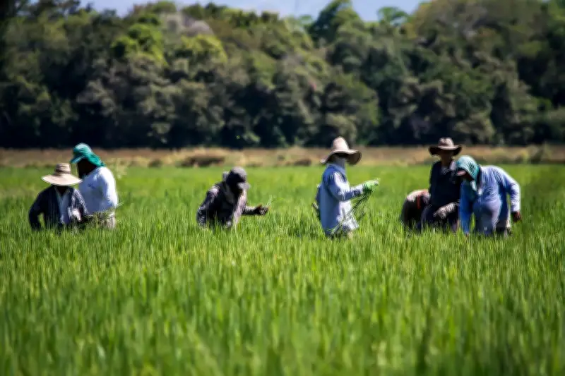 Colombia enfrenta crisis alimentaria mientras FAO proyecta récord mundial de arroz