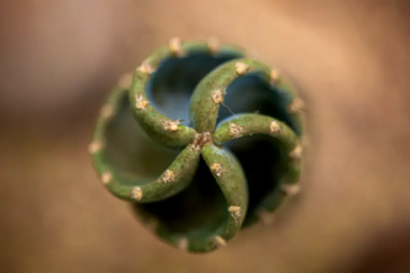 Combinaciones perfectas: Cómo emparejar plantas para un jardín saludable y vibrante