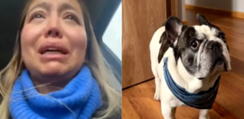 Concejal de Bogotá denuncia robo de perro bulldog francés de nueve años en Engativá