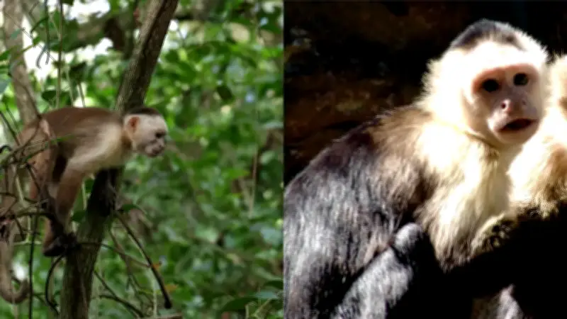 Confirman muerte de primate por fiebre amarilla en el departamento del Huila