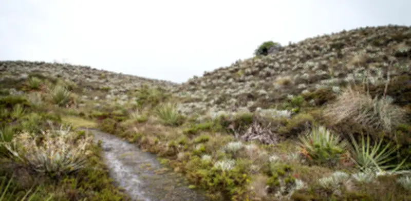 Conservación Internacional Colombia impulsa protección de páramos y agua en Bogotá y Cundinamarca