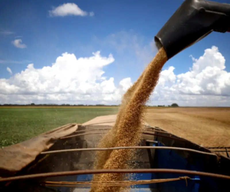 Cosecha de soya brasileña avanza al 21%, un 24% menos que el año anterior