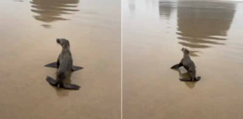 Cría de león marino rescatada en playa de Oregón tras extraviarse: autoridades explican comportamiento natural