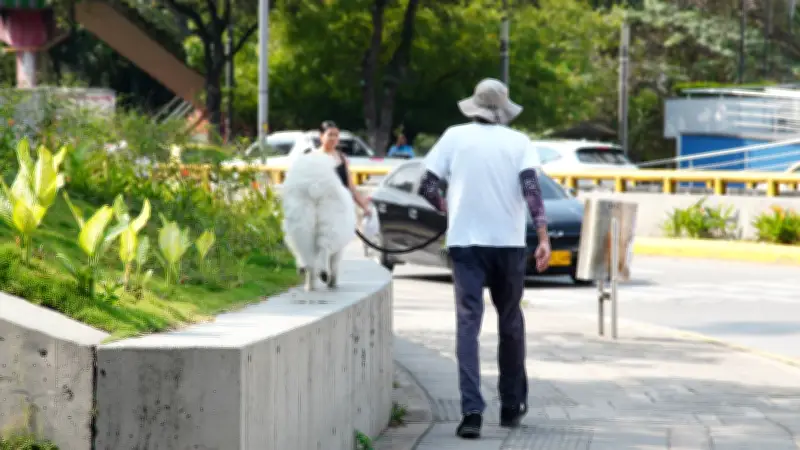 Crecimiento de mascotas en Colombia genera retos de convivencia y salud pública