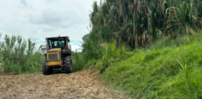 Crisis en el sector azucarero: Procaña alerta sobre invasiones, violencia y caída económica