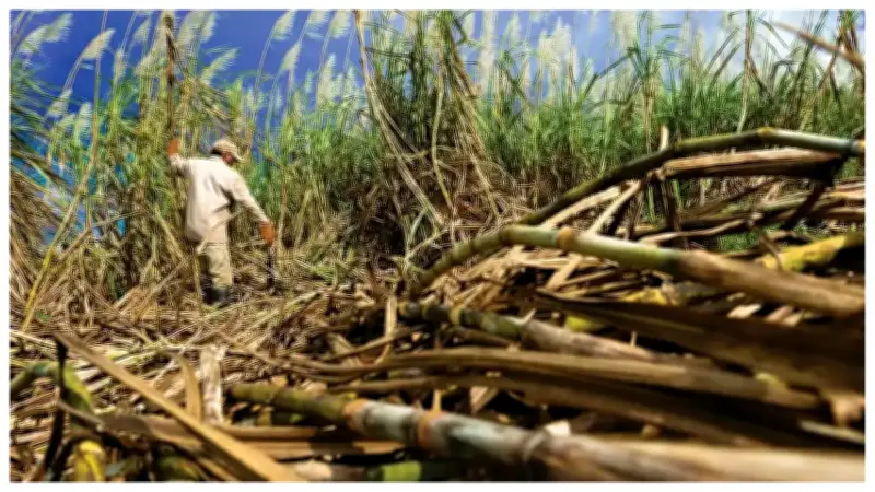 Crisis en la industria de la caña amenaza más de 280.000 empleos en Colombia