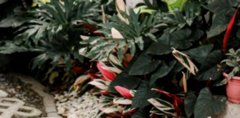 Cáscara de banano con vinagre: el fertilizante natural que revoluciona la jardinería casera