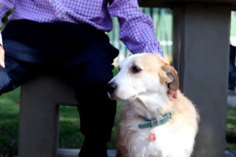 Cuidado integral de animales rescatados: vacunación y desparasitación son claves para su recuperación