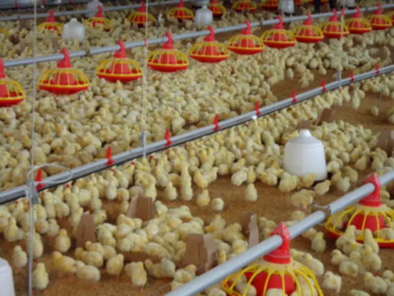 CVC descarta contaminación del río Guadalajara por empresa avícola en Buga