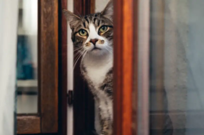 Día Mundial del Gato: Destinos Turísticos que Celebran la Cultura Felina