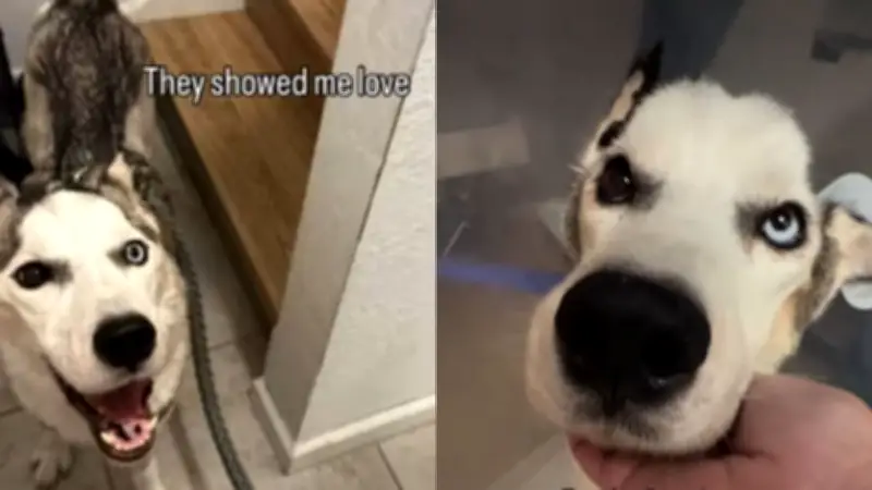 De 8 kilos a superviviente: la increíble historia del husky Wolf que venció una infección mortal