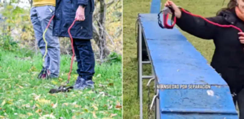 Del Hobby Dogging a los Therians: la tendencia de pasear perros invisibles que causa debate global