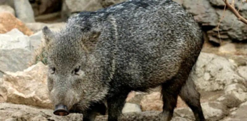 Descubren pecarí de collar en Parque Puracé: presencia inusual y comportamiento solitario alerta a científicos