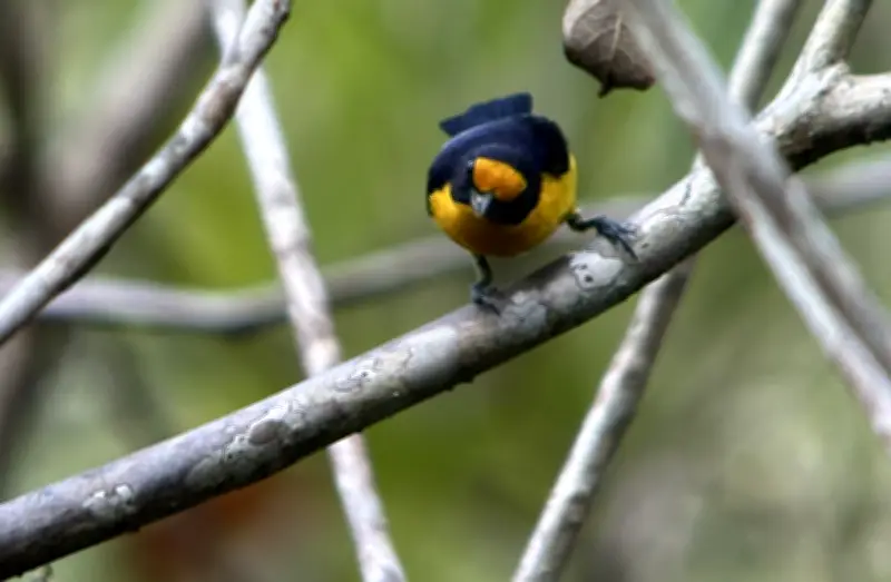 Descubren por primera vez en Colombia el ave Euphonia violacea en el Parque Nacional El Tuparro