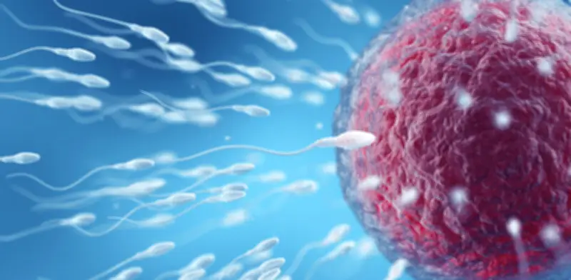 Descubren reloj molecular en el esperma que envejece y afecta la salud de futuras generaciones