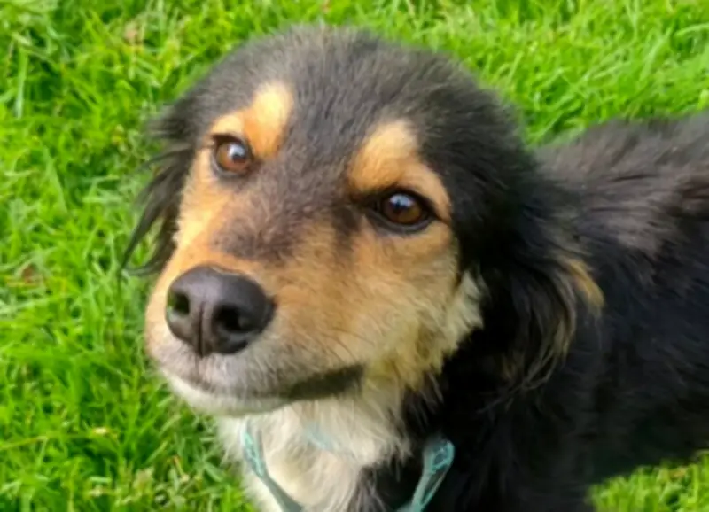 Doggy Click: la app que conecta animales en adopción con familias en Colombia