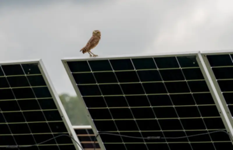 Drummond avanza hacia carbono neutralidad 2050 con verificación de emisiones y proyectos renovables
