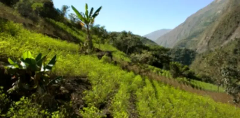 Economía de la coca dinamiza regiones pero debilita finanzas públicas y ambiente