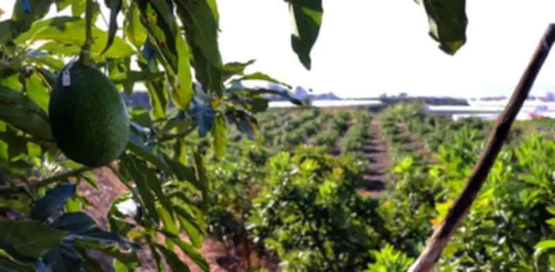 El aguacate en la mira: ¿Un boom ambientalmente insostenible?