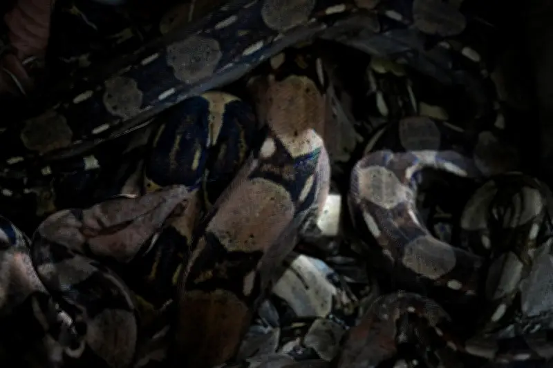 El canibalismo en serpientes es más común de lo pensado: estudio revela 503 casos documentados