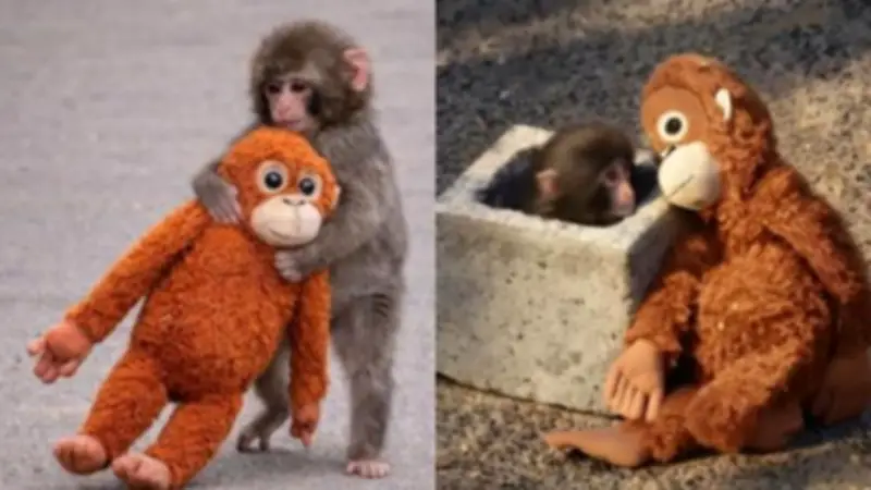 El caso de Punch: el macaco japonés que reaviva el debate sobre zoológicos y santuarios