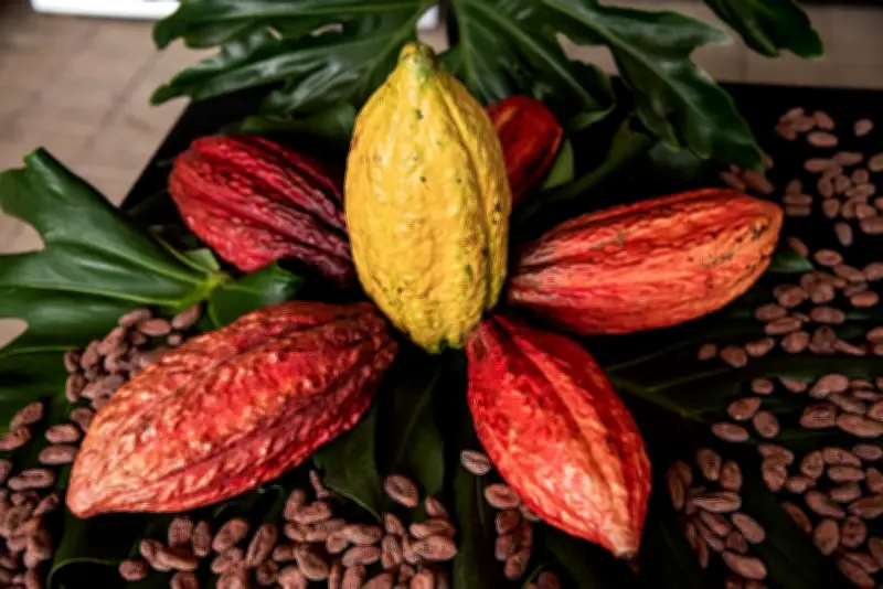 El chocolate colombiano conquista mercados globales con récord en producción y exportaciones