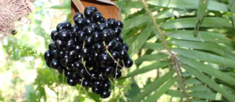 El corozo: la palma resistente del Caribe que alimenta, sostiene y promete avances científicos