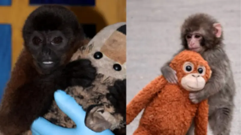 El drama del churuco colombiano: El mono que refleja el trauma del tráfico de fauna silvestre