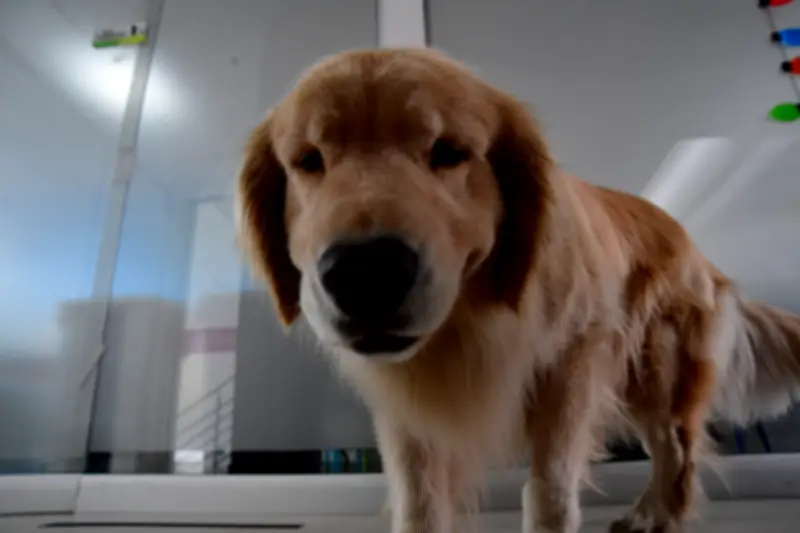 El fenómeno del 'perro arcoíris': cómo un nuevo compañero canino ayuda a sanar tras la pérdida