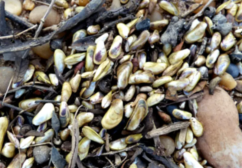 El mejillón dorado avanza rápidamente en la Amazonia: científicos alertan sobre invasión biológica