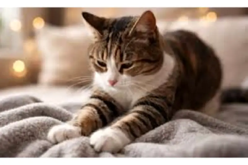 El significado del amasado en gatos: más que un gesto de comodidad