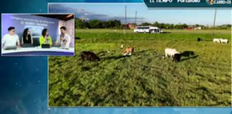 Embajadora de Colombia ante la FAO destaca rol del país en seguridad alimentaria global