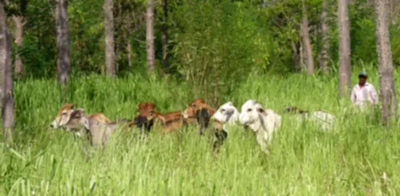 Emergencia invernal causa muerte de hasta 4.000 reses y activa alertas por precio de la carne en Colombia