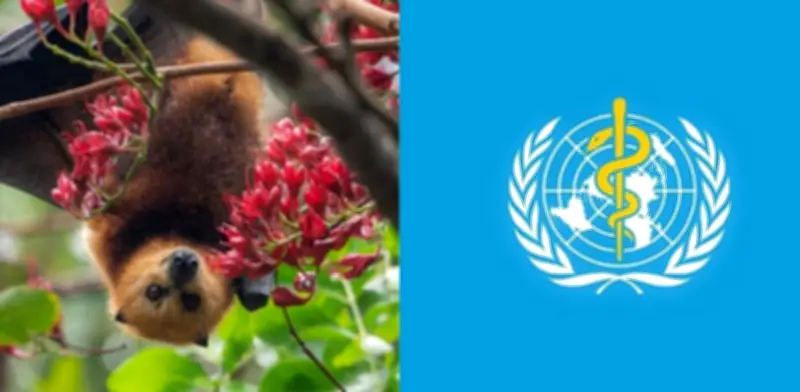 Enfermera fallece en India por virus Nipah: OMS descarta riesgo de propagación masiva