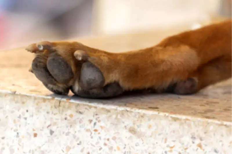 Estado crítico de perros sobrevivientes a envenenamiento en colegio de Bogotá