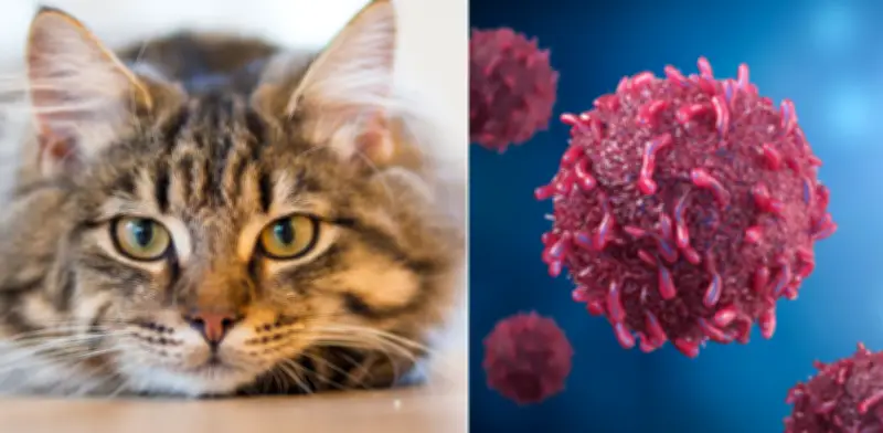 Estudio genético revela que gatos podrían ser clave para tratamientos contra el cáncer humano