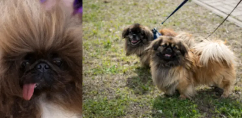 Estudio revela las razas de perros con mayor riesgo de trastornos respiratorios graves