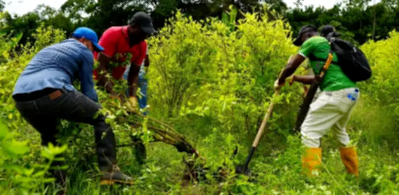 Estudio revela que cada hectárea de coca en Colombia cuesta 48.000 dólares en vidas en EE.UU.