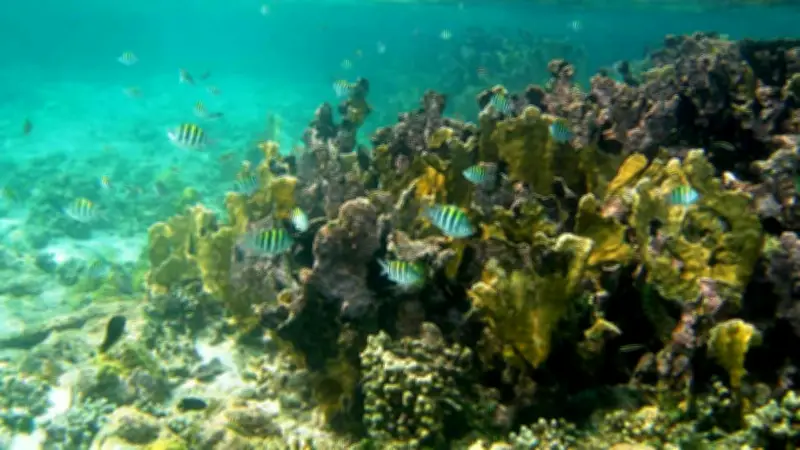 Estudio revela que la mitad de los arrecifes de coral del mundo sufrieron daños por ola de calor