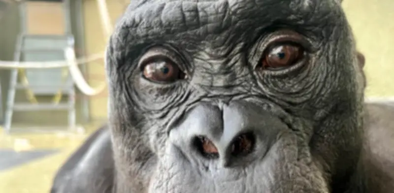 Estudio revela que los bonobos pueden imaginar y fingir como los humanos