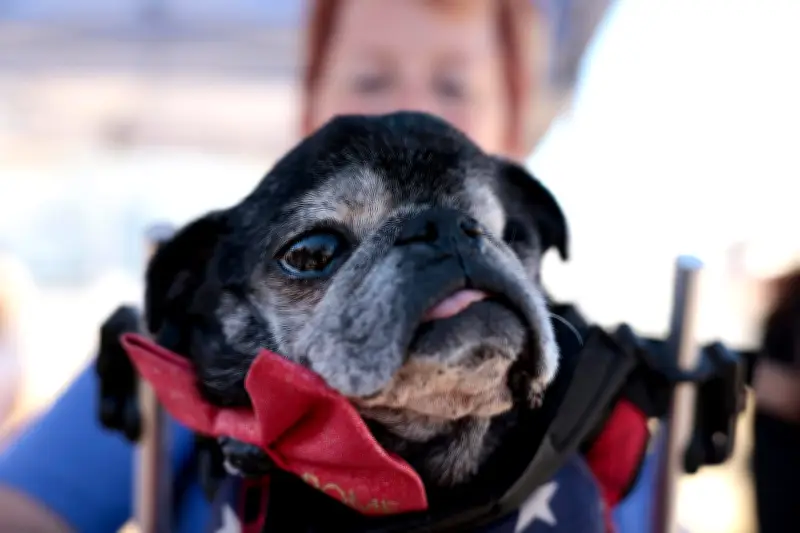 Estudio revela que síndrome respiratorio en perros braquicéfalos afecta más razas de lo pensado