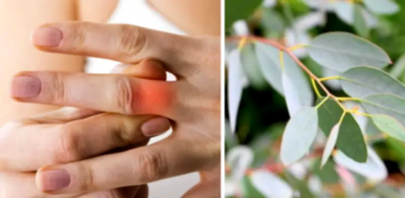 Eucalipto: La planta medicinal que alivia la artrosis y regenera músculos