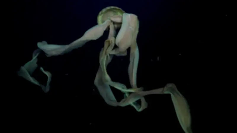 Expedición científica capta en video a la esquiva medusa fantasma gigante en el Atlántico Sur