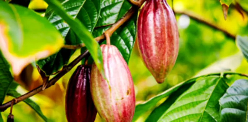 Exportaciones de cacao colombiano crecieron 56% en 2025 alcanzando US$413 millones