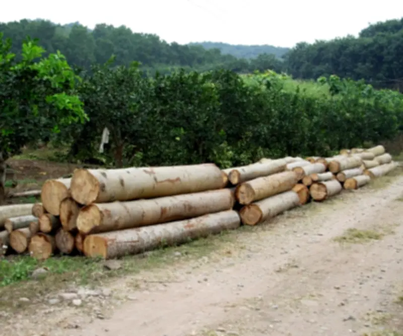 Exportaciones forestales de Ecuador alcanzan récord histórico de US$737 millones en 2025