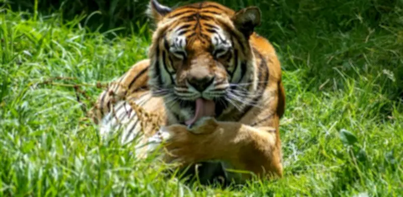 Fallece histórica tigresa del Parque Jaime Duque a los 20 años en la Reserva Wakatá