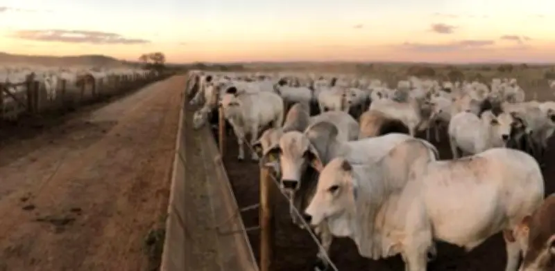 Fedegán alerta: suspender exportaciones de carne agravaría crisis ganadera en Colombia