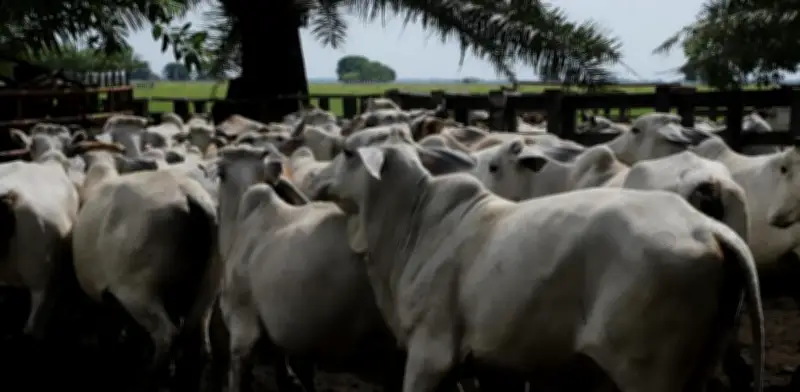 Fedegán denuncia aumentos desproporcionados en avalúos catastrales rurales superiores al 1.000%