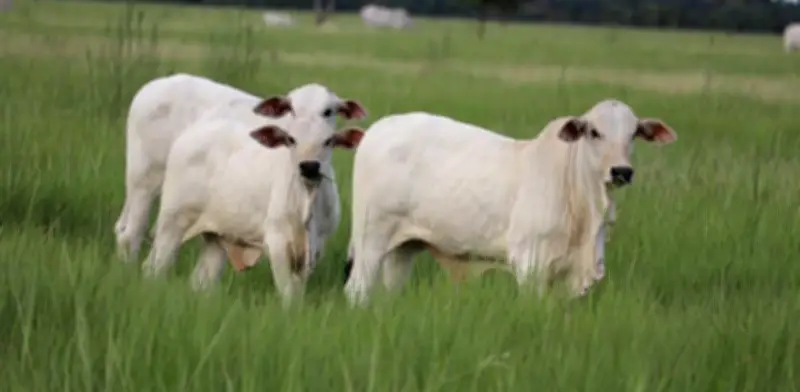 Fedegán exige diálogo urgente por avalúos catastrales que superan el 1.000% en predios rurales