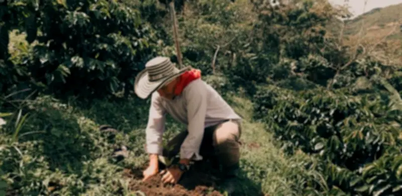 Federación de Cafeteros pide enfocarse en productividad tras ajustes por salario mínimo